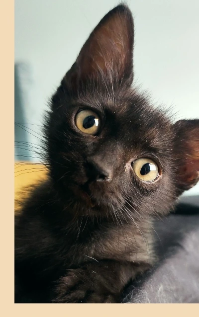 Gata negra bebé