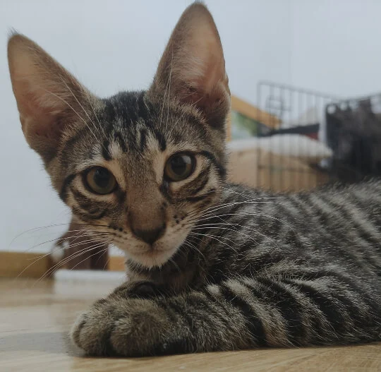 Eiden La Mirada Felina Madrid