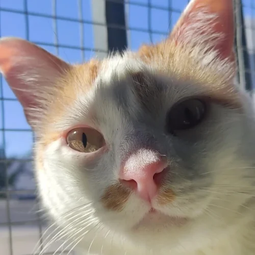 La Mirada Felina MAdrid Alfie