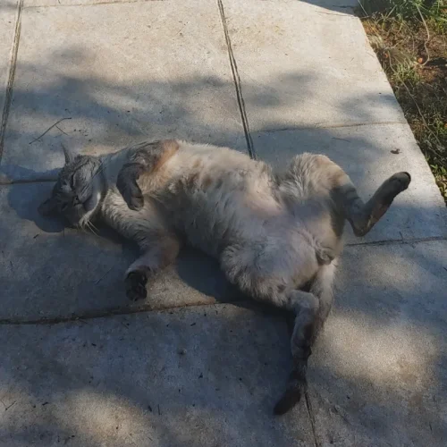 Adopta un gato siamés en Madrid