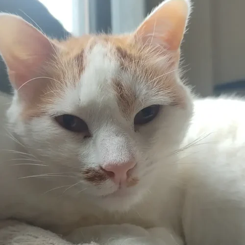 Alfie La Mirada Felina