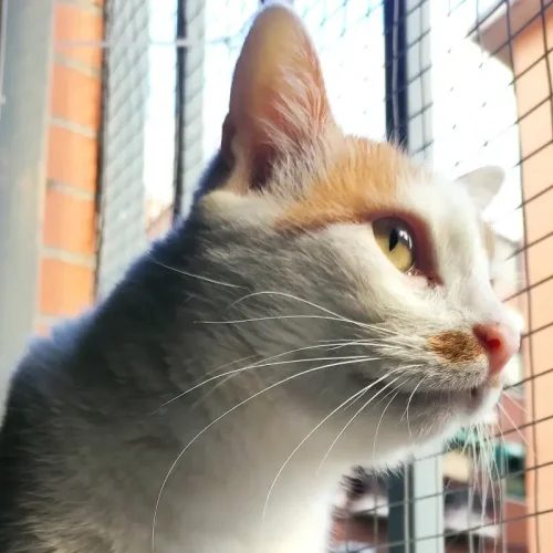 Alfie La Mirada Felina