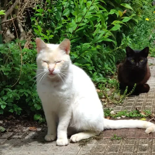 gatos comunitarios