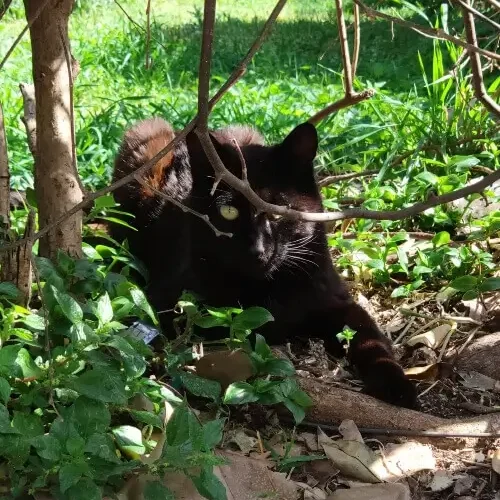 gatos comunitarios