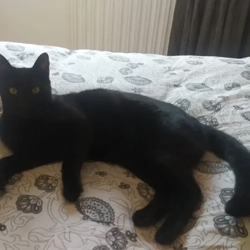 Gato positivo a leucemia en adopción Madrid