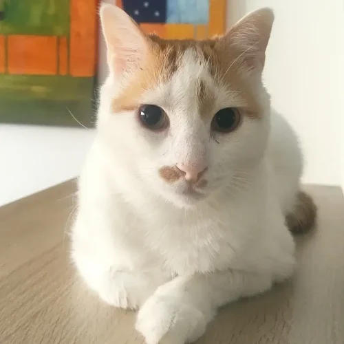 Alfie La Mirada Felina