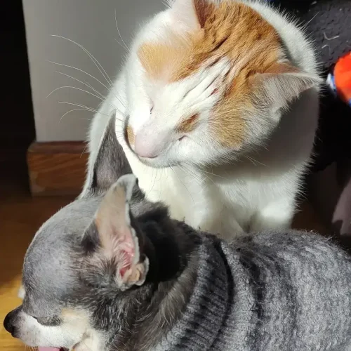 Alfie La Mirada Felina