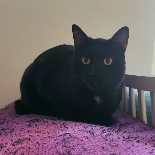 Raven La Mirada Felina
