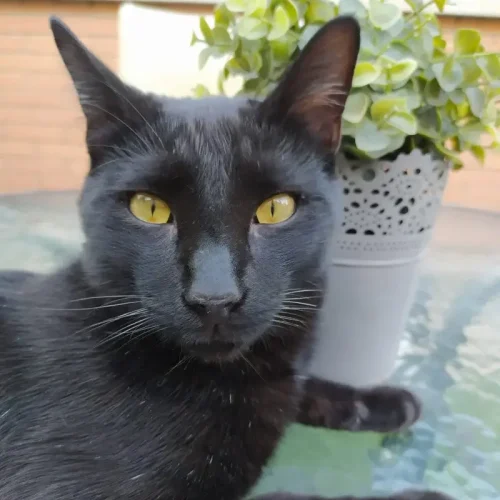 Gato positivo a leucemia