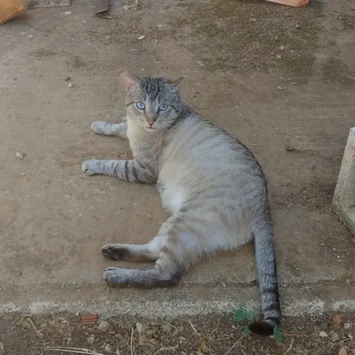 Gato siamés rescatado