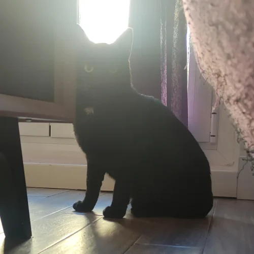 gato negro en adopción en Madrid