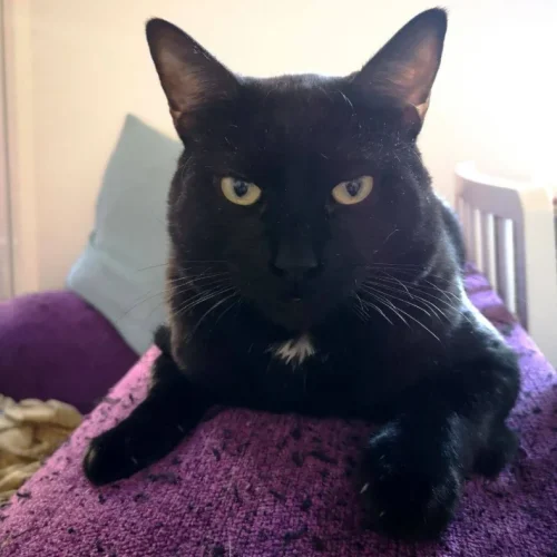 Raven Draculin La Mirada Felina