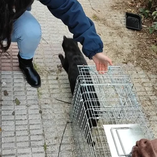 Retorno de un gato en su colonia después de haber sido esterilizado. Método CER