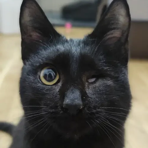 Horus La Mirada Felina