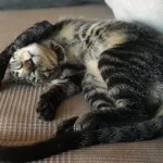 La Mirada Felina Xana