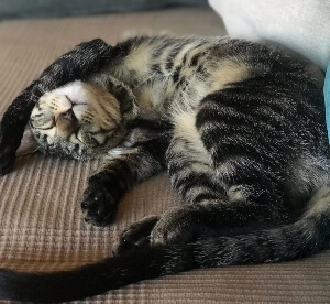 La Mirada Felina Xana