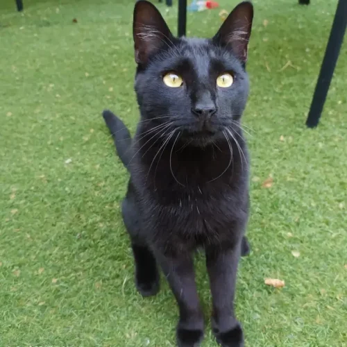 Eneko La Mirada Felina, Madrid