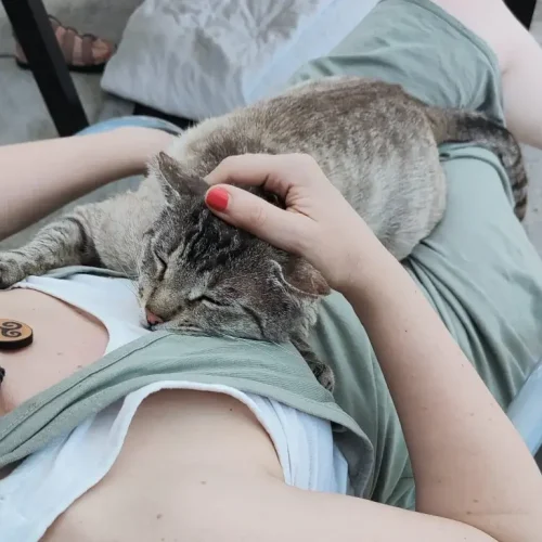 Gato siamés adopción en Madrid