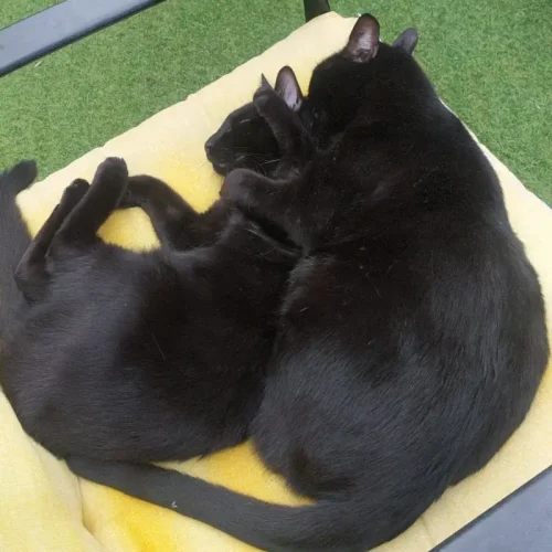adopta gato leucemia