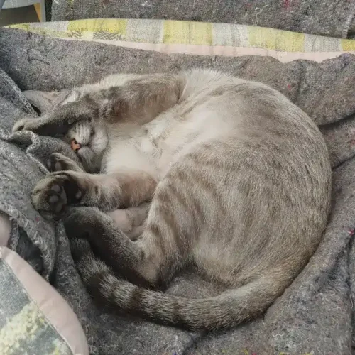 Pelayo La Mirada Felina