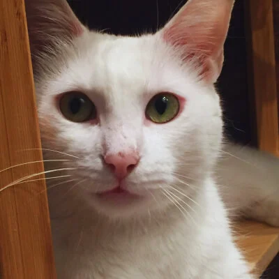Ryu La Mirada Felina