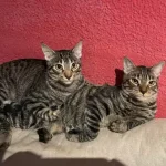 adopta un gato madrid