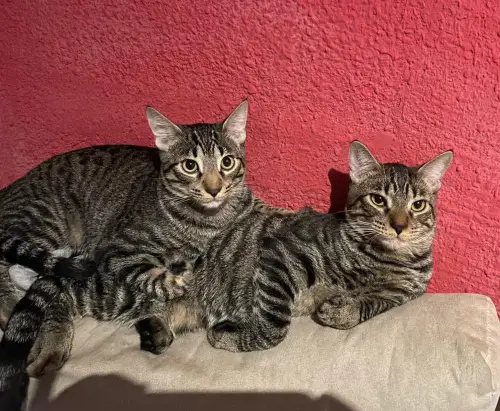 adopta un gato madrid