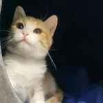 Emma La Mirada Felina