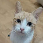 Mango La Mirada Felina