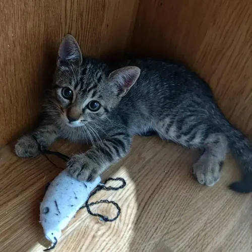 cachorro gato atigrado en adopción Madrid