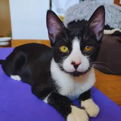 Ibai La Mirada Felina Madrid