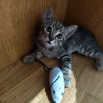 gatito atigrado en adopción Madrid