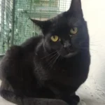 Paca La Mirada felina Madrid