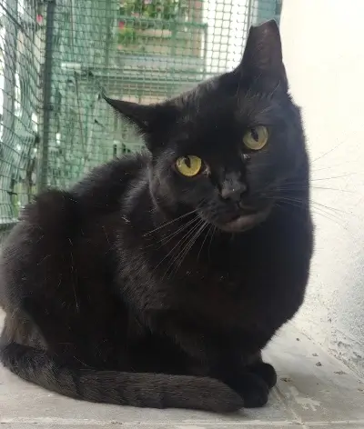 Paca La Mirada felina Madrid