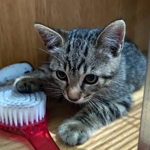 Dallas La Mirada Felina