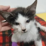 gatito blanco y negro en adopción Madrid