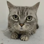 Misi La Mirada Felina