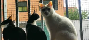 Ventana con protecciones para gatos