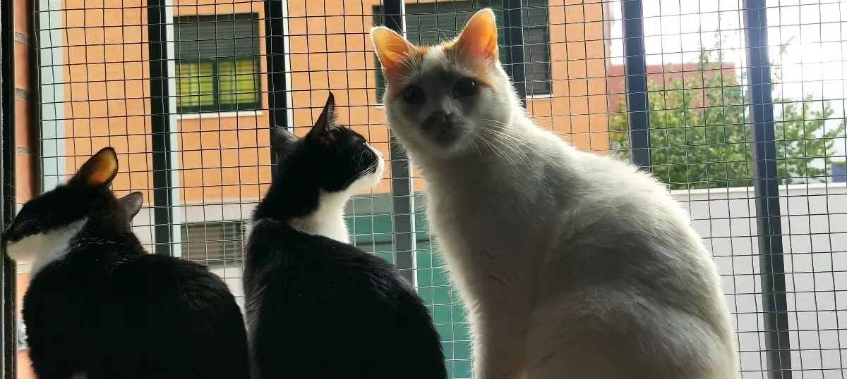 Ventana con protecciones para gatos